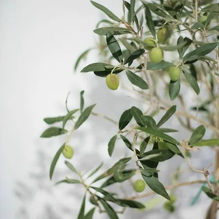 White * אויה